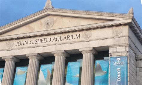 shedd aquarium reviews|SHEDD AQUARIUM: All You Need to Know BEFORE .